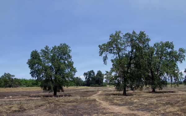 Red Bluff Recreation Area Prescribed and Cultural Burn