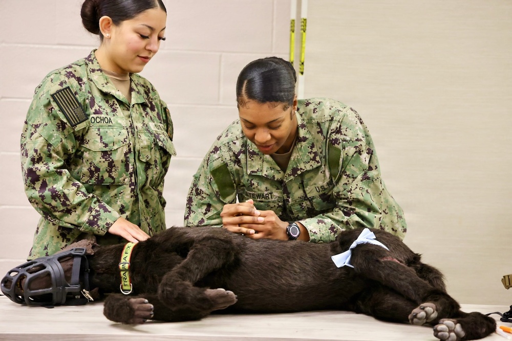 Treating Four-Legged Warfighters: Navy Corpsmen Train in Canine Tactical Combat Casualty Care