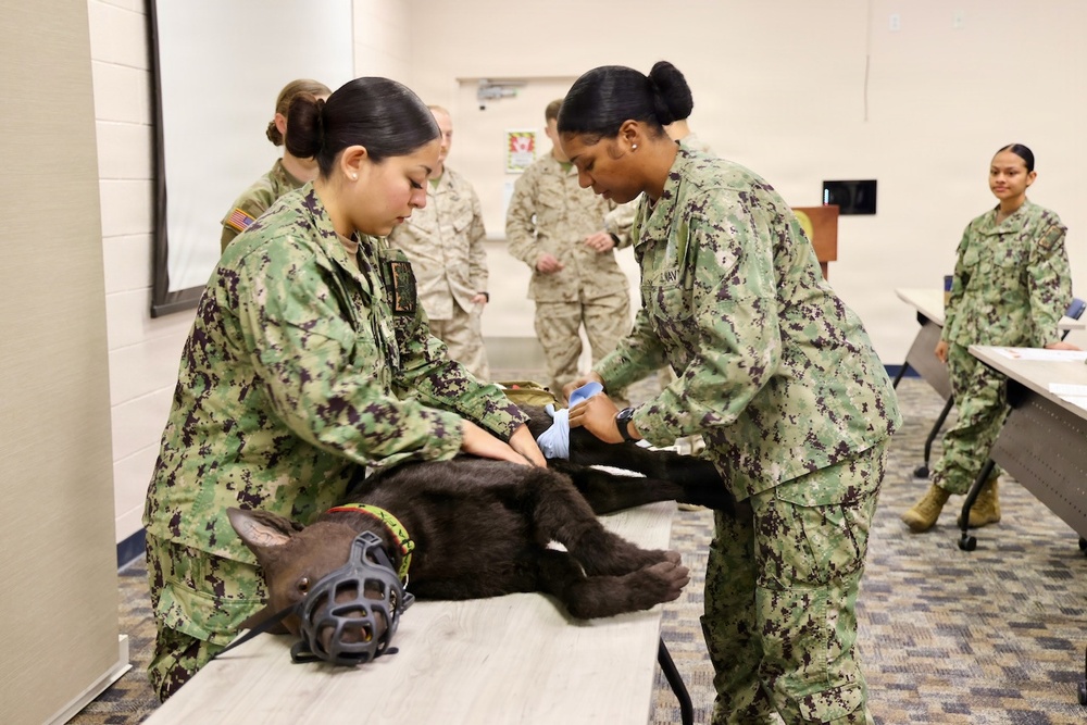 Treating Four-Legged Warfighters: Navy Corpsmen Train in Canine Tactical Combat Casualty Care