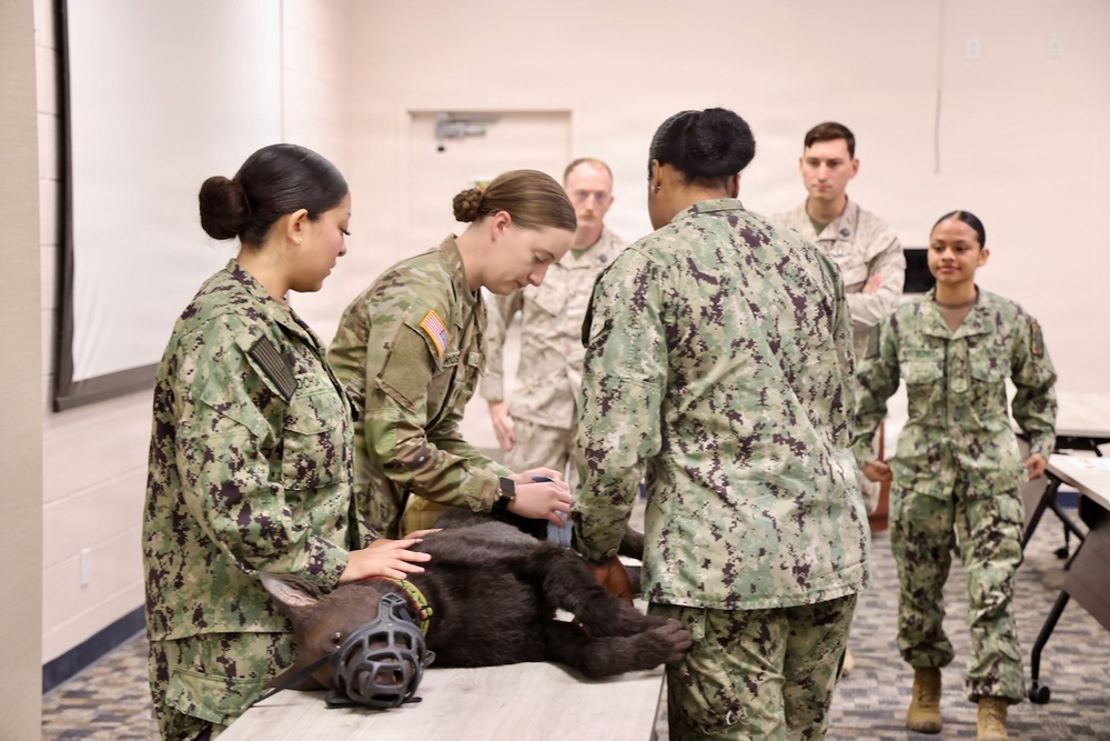 Treating Four-Legged Warfighters: Navy Corpsmen Train in Canine Tactical Combat Casualty Care