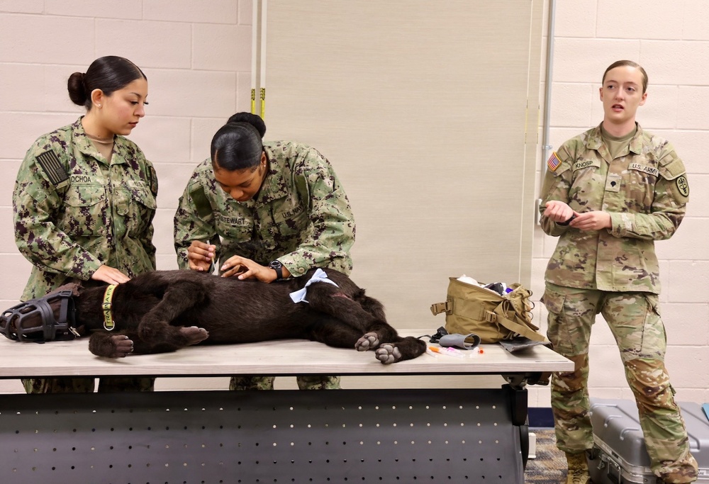 Treating Four-Legged Warfighters: Navy Corpsmen Train in Canine Tactical Combat Casualty Care
