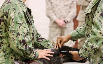 Treating Four-Legged Warfighters: Navy Corpsmen Train in Canine Tactical Combat Casualty Care