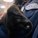 USO Hosts Dog and Paws Event at Julia Street Cruise Terminal during Sail 250