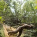 U.S. Marines with 12th LCT Participate in Survival Training at Jungle Warfare Training Center