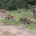 MAREX 2026 Bilateral Combined Arms Training