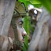 U.S. Marines Participate in a FIM-92 Stinger Dry-Fire Exercise