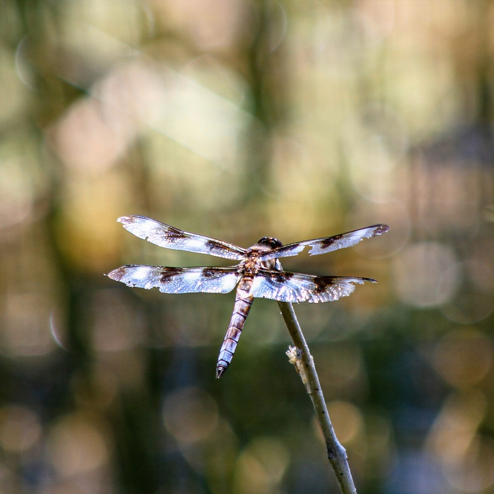 Mendocino National Forest Wildlife