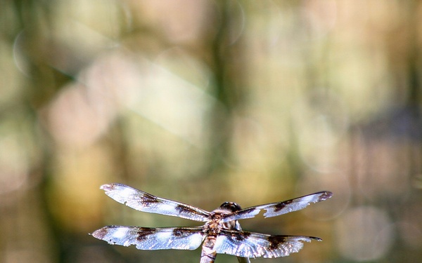 Mendocino National Forest Wildlife