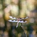 Mendocino National Forest Wildlife
