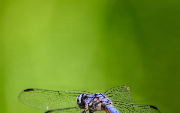 Mendocino National Forest Wildlife