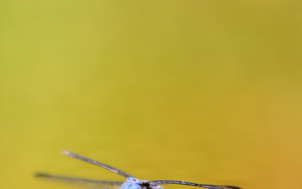 Mendocino National Forest Wildlife