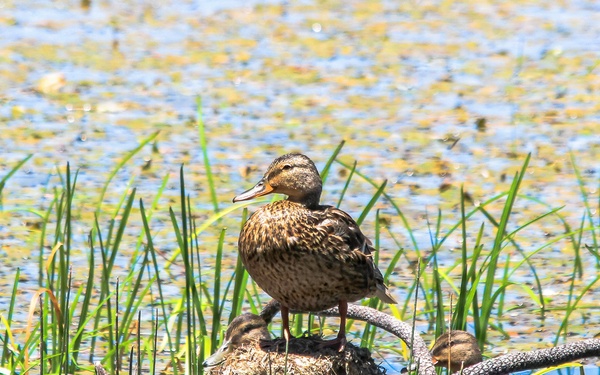 Mendocino National Forest Wildlife