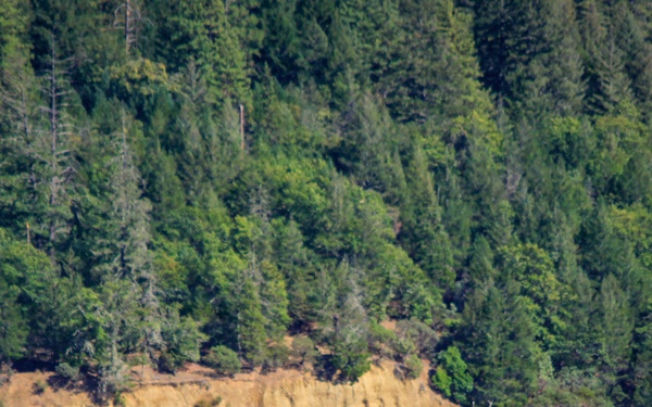 Mendocino National Forest Wildlife