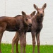Moose on JBER