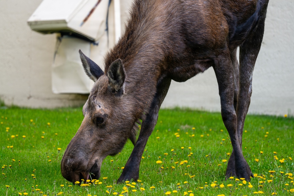 Moose on JBER