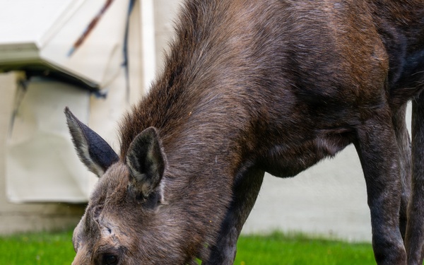 Moose on JBER