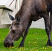 Moose on JBER