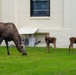 Moose on JBER