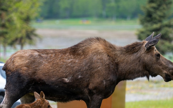 Moose on JBER