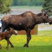 Moose on JBER