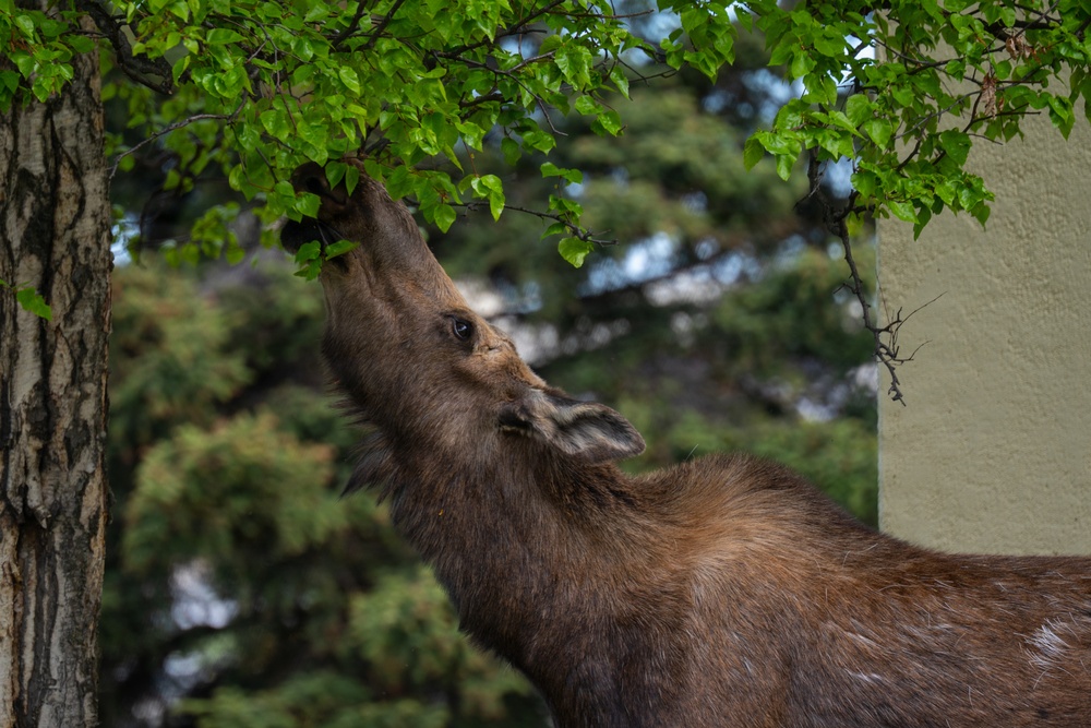 Moose on JBER