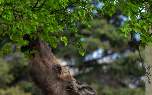 Moose on JBER