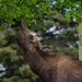 Moose on JBER