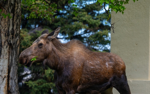 Moose on JBER