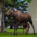 Moose on JBER