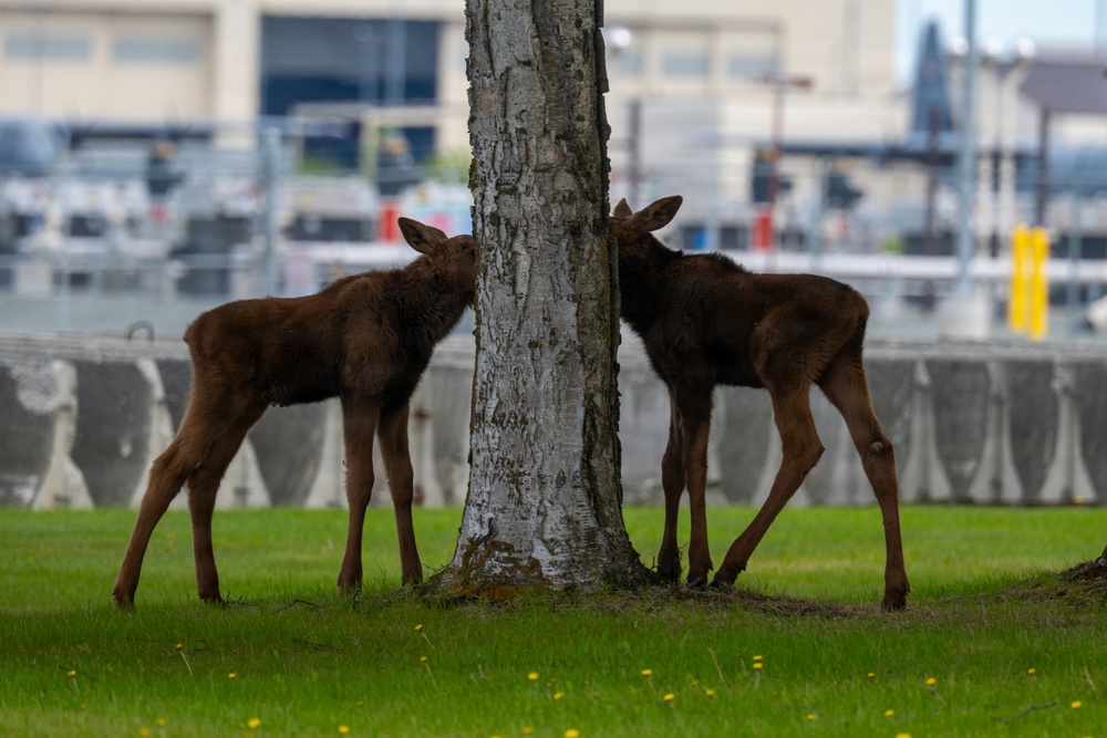 Moose on JBER