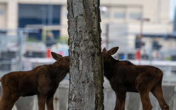 Moose on JBER