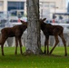 Moose on JBER