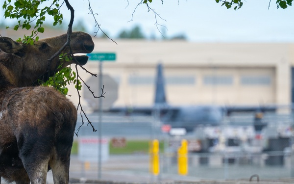 Moose on JBER