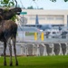 Moose on JBER
