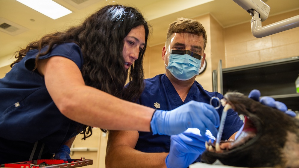 Protecting the bite: Travis AFB, UC Davis partner to enhance MWD readiness