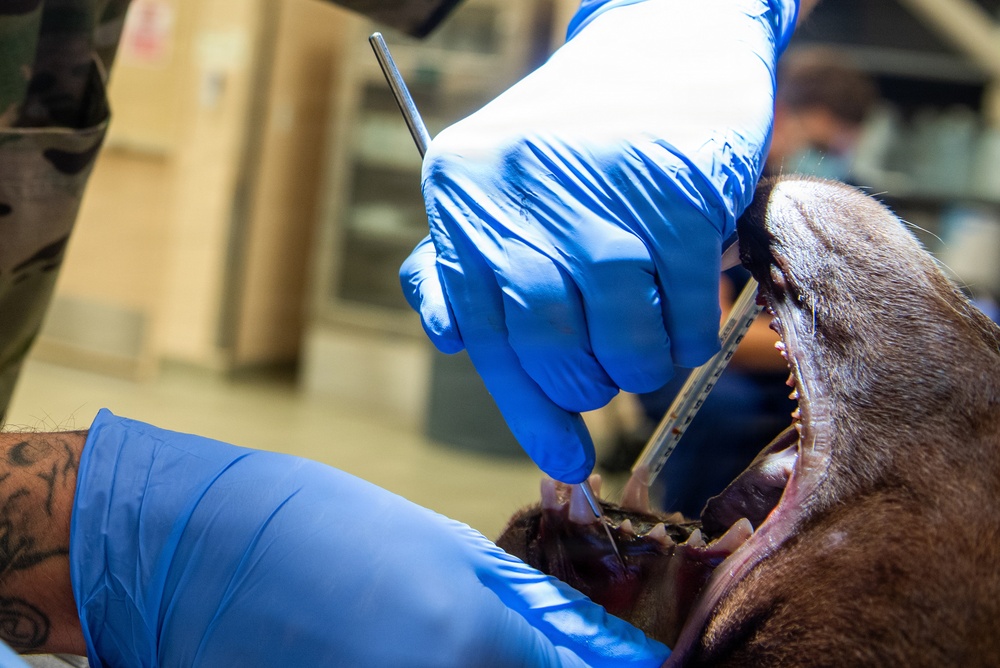 Protecting the bite: Travis AFB, UC Davis partner to enhance MWD readiness