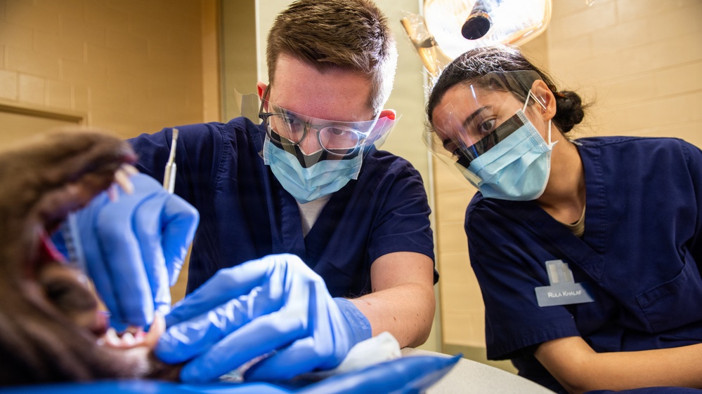 Protecting the bite: Travis AFB, UC Davis partner to enhance MWD readiness