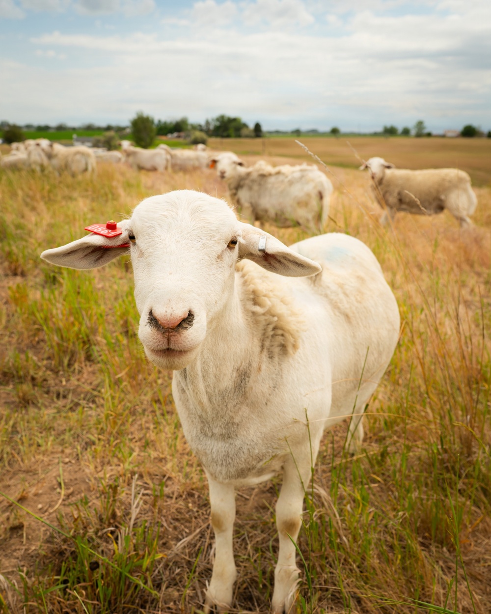 Sheep raised on lands not reachable by irrigation pivot