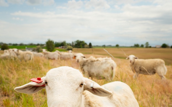 Sheep raised on lands not reachable by irrigation pivot