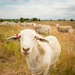 Sheep raised on lands not reachable by irrigation pivot