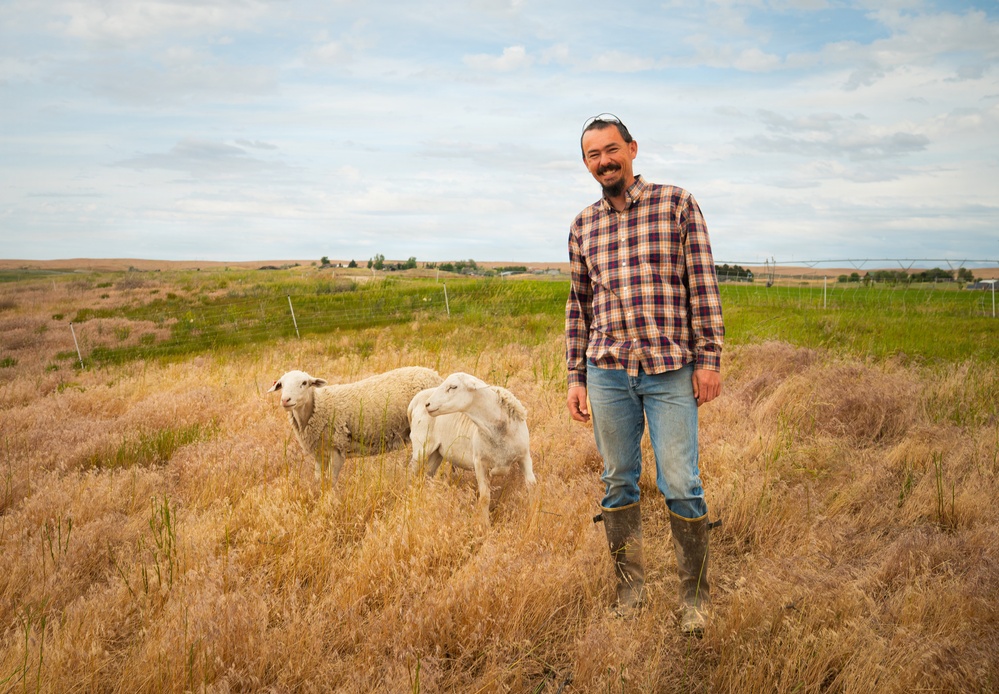 Sheep raised on lands not reachable by irrigation pivot