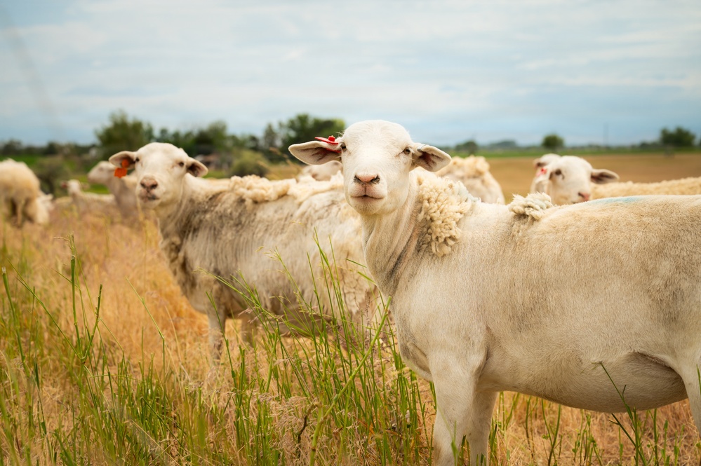 Sheep raised on lands not reachable by irrigation pivot
