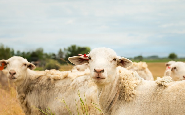 Sheep raised on lands not reachable by irrigation pivot