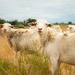 Sheep raised on lands not reachable by irrigation pivot