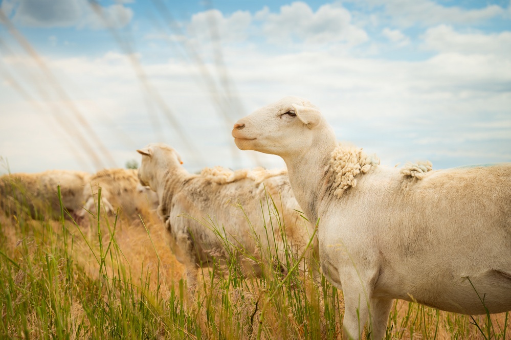 Sheep raised on lands not reachable by irrigation pivot