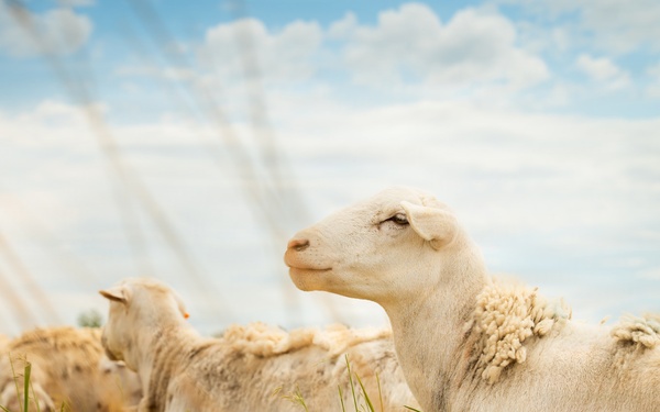 Sheep raised on lands not reachable by irrigation pivot