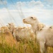 Sheep raised on lands not reachable by irrigation pivot