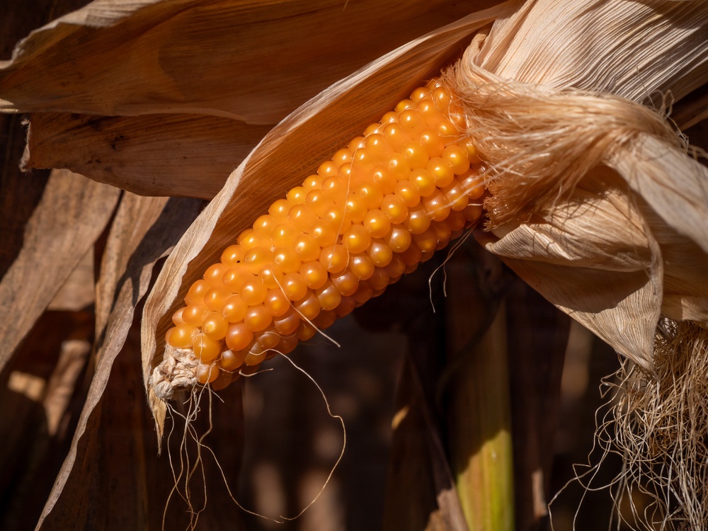 Corn crop in Illinois