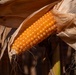 Corn crop in Illinois