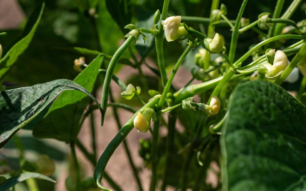Green Bean Field in Illinois